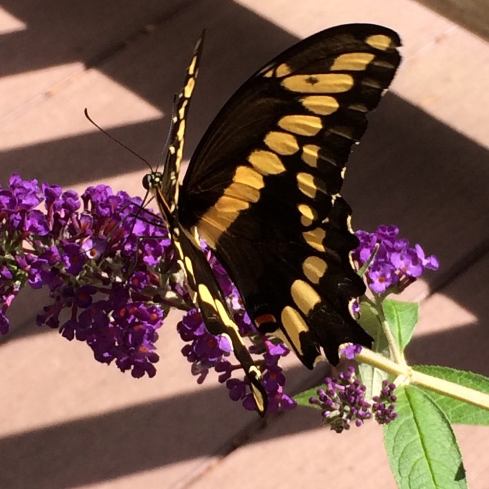 Meet your Posher, Briana